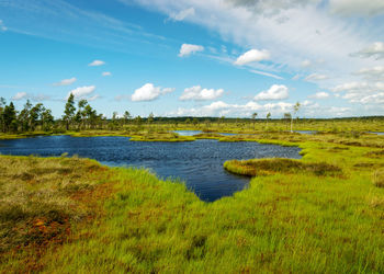 From swamp, sunny summer day with bog vegetation, trees, mosses and ponds, nigula bog, estonia