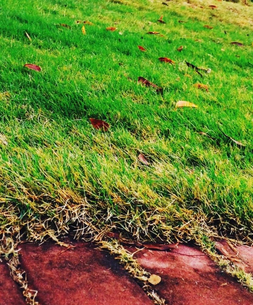grass, high angle view, field, green color, grassy, growth, nature, plant, outdoors, day, no people, leaf, beauty in nature, tranquility, green, fallen, ground, sunlight, elevated view, lawn
