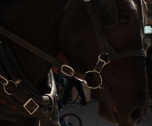 Close-up of horse in stable