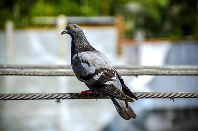 Close-up of bird perching outdoors