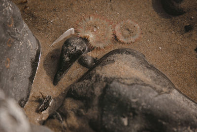 Close-up of starfish on sand