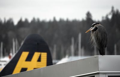 Bird perching on a railing