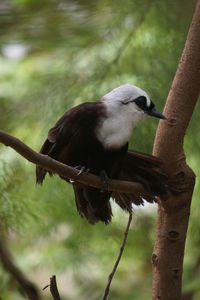 Close-up of bird perching on branch