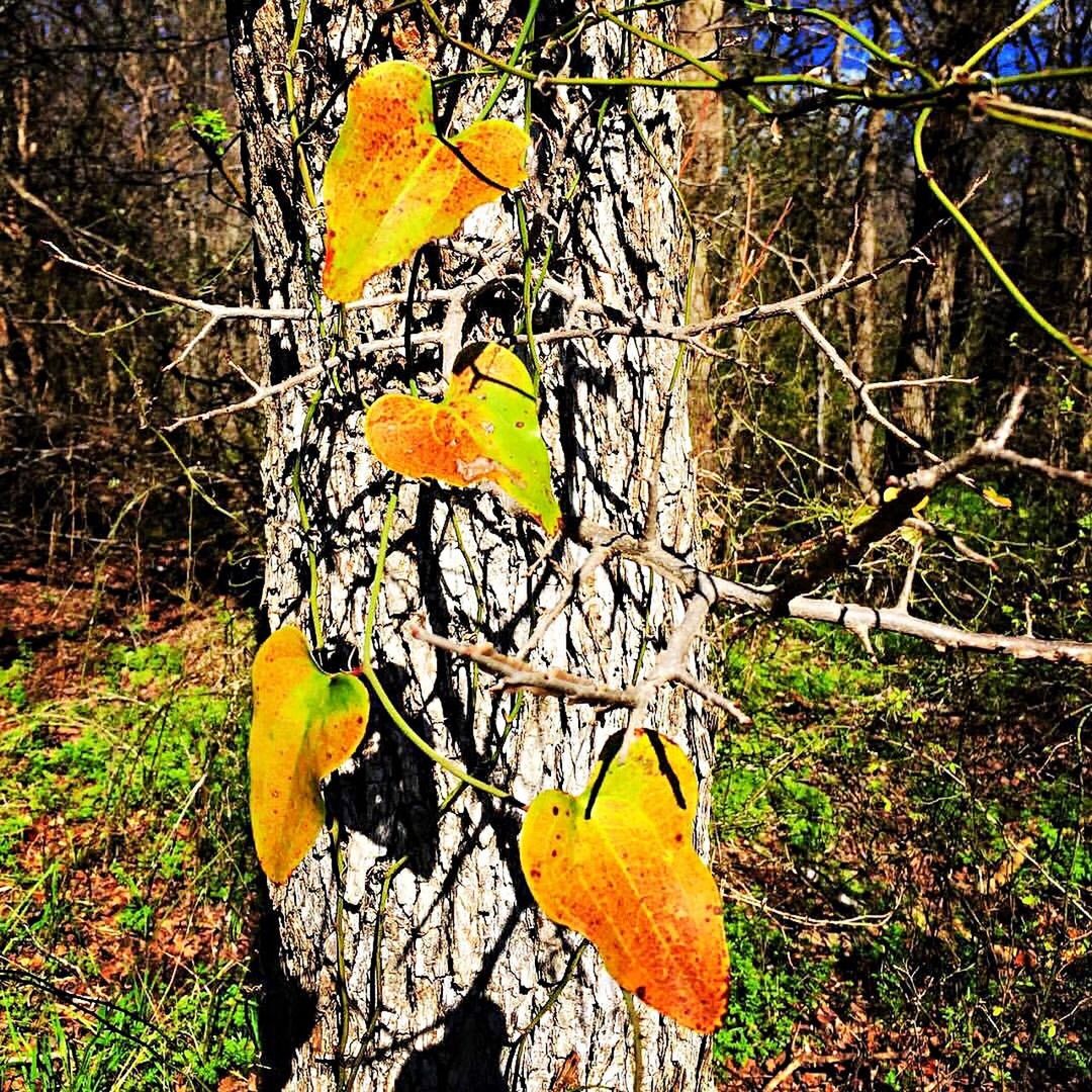 CLOSE-UP OF YELLOW BUTTERFLY ON PLANT AGAINST TREES