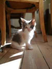 Portrait of cat sitting on wooden floor