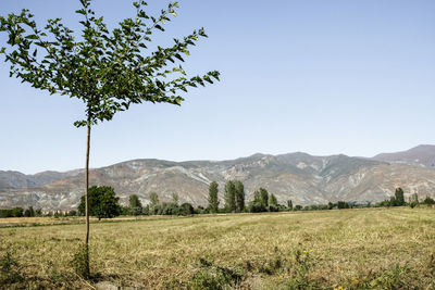 Scenic view of field against clear sky