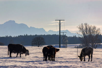 Horses on field against sky during winter