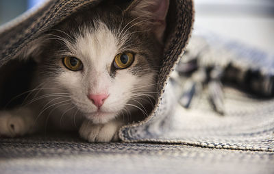 Close-up portrait of a cat