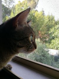 Close-up of cat looking through window