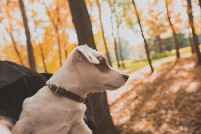 Dog looking away