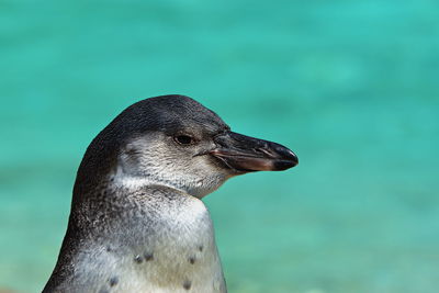 Close-up of penguin against sea