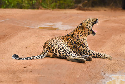 Tiger lying on a land