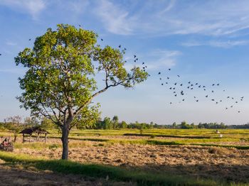 Scenic view of trees on field against sky