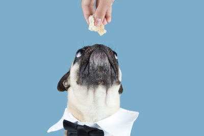 Midsection of person giving treats to a pug puppy looking up