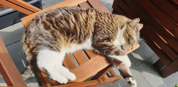 High angle view of cat sleeping