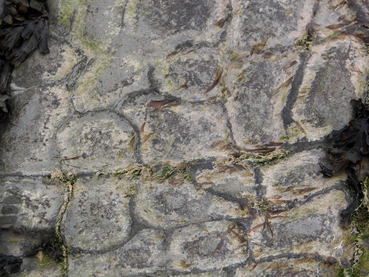 FULL FRAME SHOT OF WEATHERED TREE