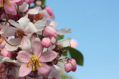 Close-up of pink bougainvillea flowers against sky