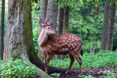 Deer standing against trees in forest