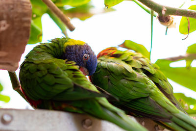 Close-up of parrot perching on branch