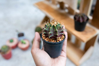 Close-up of hand holding flower pot on table