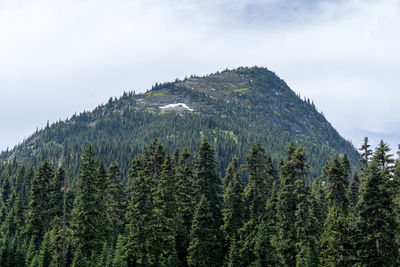 Scenic view of pine trees against sky