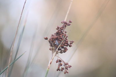 Close-up of wilted plant