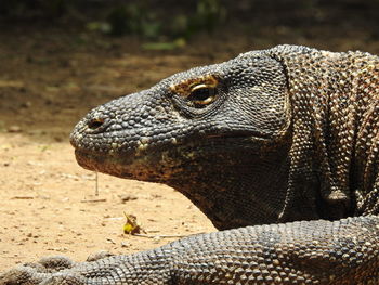 Close-up of lizard on land