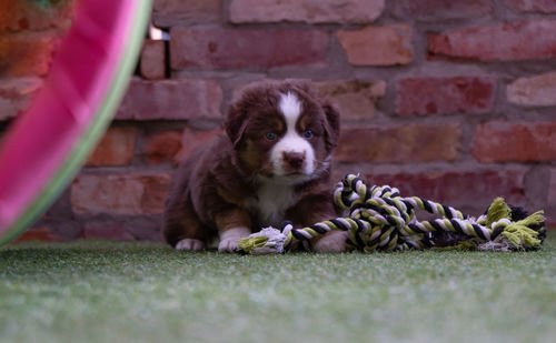 Portrait of dog relaxing on brick wall