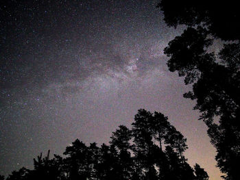 Low angle view of silhouette trees against sky at night