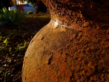 Close-up of tree stump