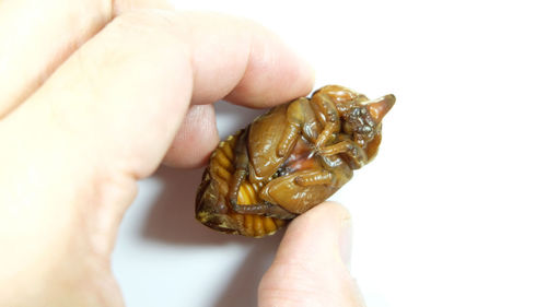 Close-up of person holding ring over white background
