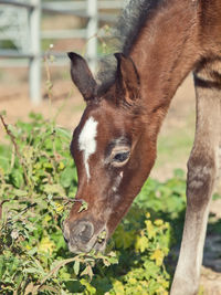 Close-up of foal grazing on plants