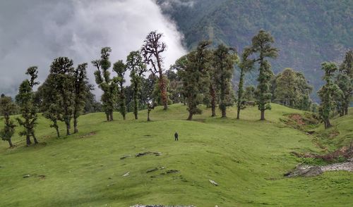 Trees on field against sky