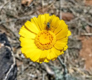 Close-up of yellow flower