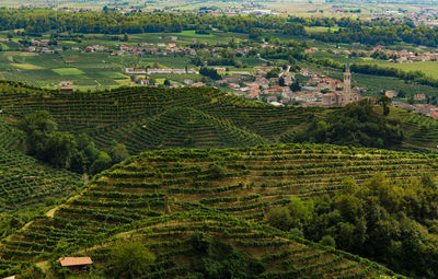 Scenic view of agricultural field