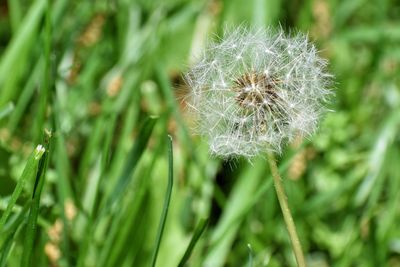 Close-up of dandelion