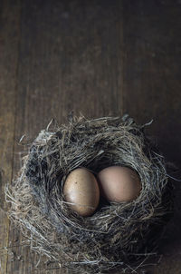 High angle view of animal eggs in nest on wooden table