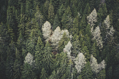 High angle view of christmas tree during winter