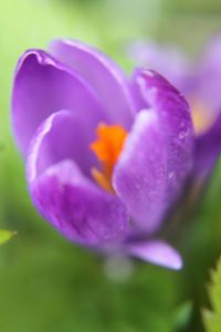 Close-up of purple flower