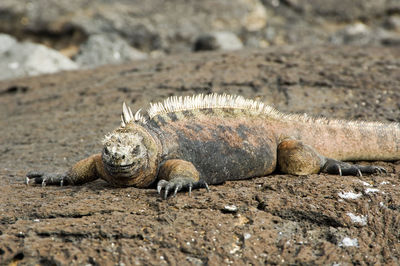 Close-up marine iguana on rock galapagos islands