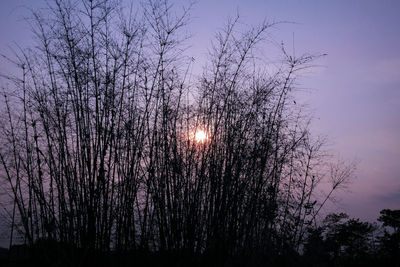 Silhouette of trees at sunset