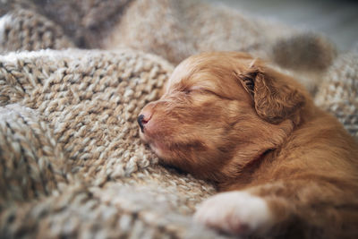 Close-up of dog sleeping