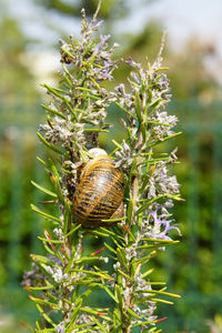 Close-up of snail on plant