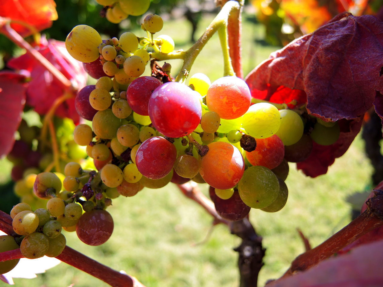 CLOSE-UP OF GRAPES IN TREE