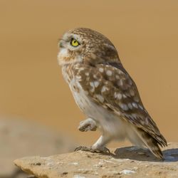 Close-up of owl perching outdoors