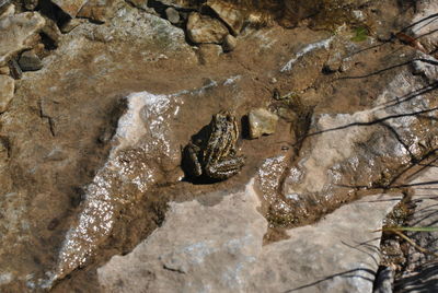 Close-up of horse on rock