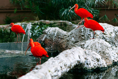 Red bird perching on rock