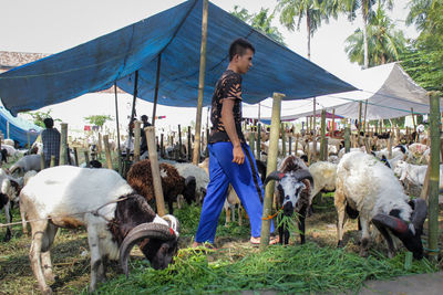 High angle view of goat seller in the field