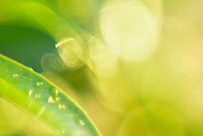 Close-up of wet leaves