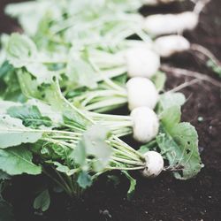 Close-up of vegetables